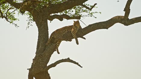 Leopardo-En-áfrica,-Hermosos-Animales-Salvajes-De-Masai-Mara,-Tumbados-En-Una-Rama-Descansando-Y-Durmiendo-En-Lo-Alto-De-Un-árbol-De-Acacia,-Safari-Africano-De-Masai-Mara-En-La-Reserva-Nacional-De-Masai-Mara,-Kenia