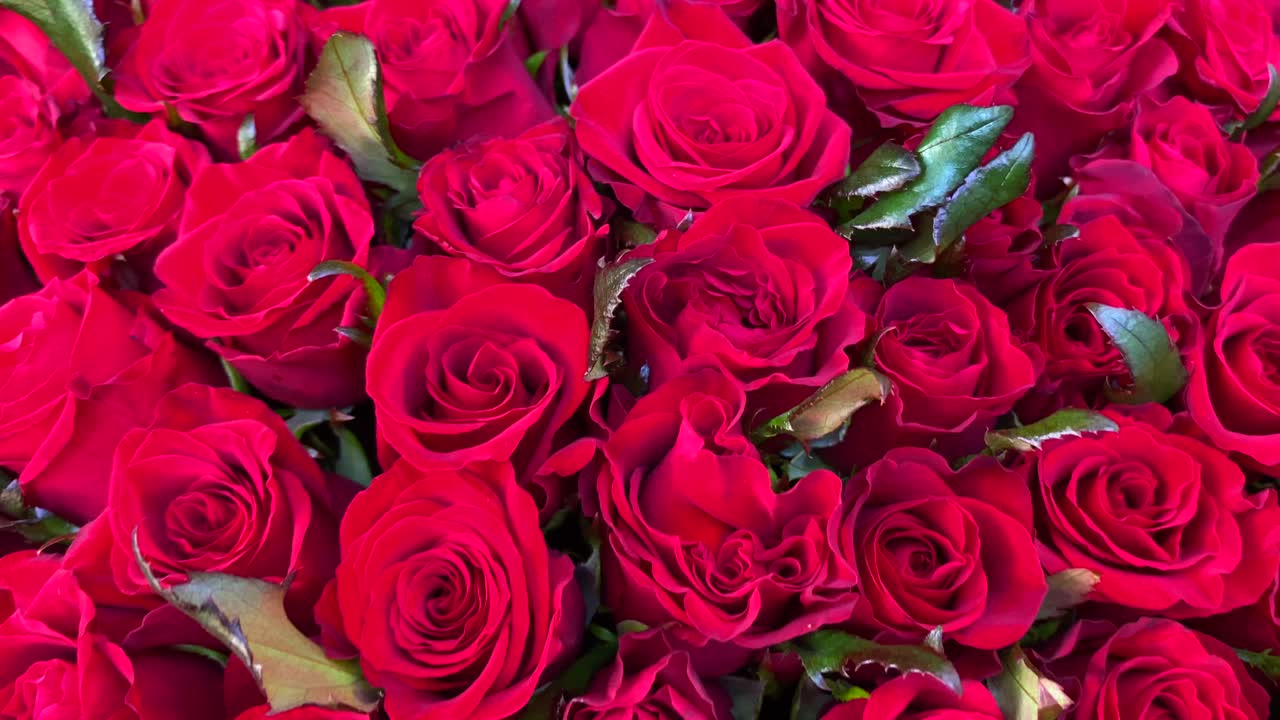 Premium stock video - Amazing 101 red roses bouquet, definition and ...