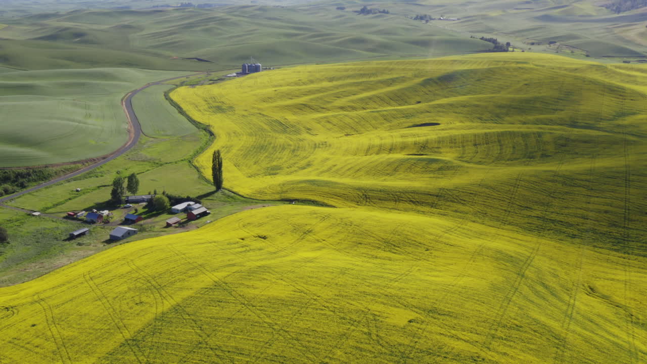 팔루즈, 공중에 황금빛 언덕이 있는 카놀라 꽃 농장