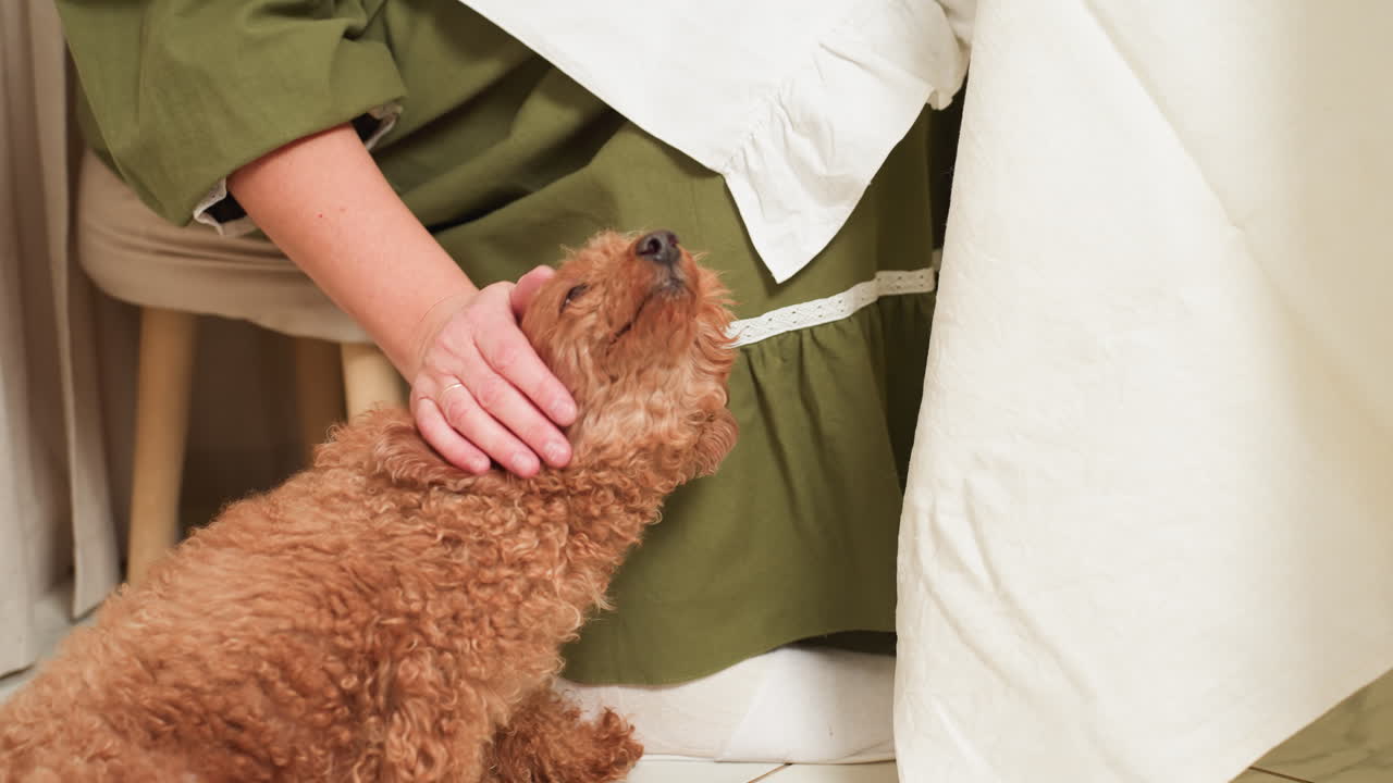 Partial view of woman in green gown gently patting curly brown dog indoors beside dining table, showing warmth and affection in quiet home setting with soft natural lighting