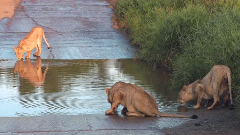 Leones-Jóvenes-Apagando-Su-Sed-Juntos-En-Un-Abrevadero-En-Una-Reserva-De-Caza