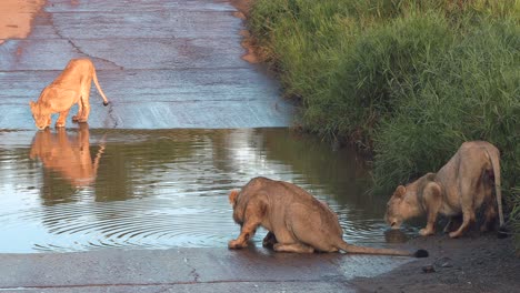 young lions quenching their thirst together at a waterhole in a game reserve