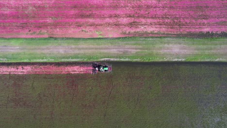 En-El-Centro-De-Wisconsin,-Un-Tractor-De-Grada-Corta-Un-Pantano-De-Arándanos-Y-Los-Derriba-De-La-Vid,-Lo-Que-Permite-Que-Los-Arándanos-Maduros-Floten-Hacia-La-Superficie-Del-Agua