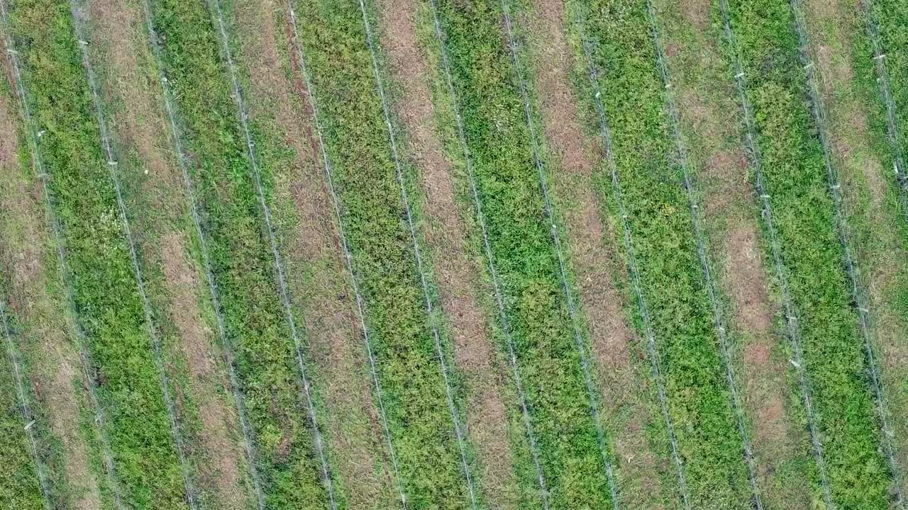 vista giratoria desde arriba de las hileras de un viñedo en el sur de portugal