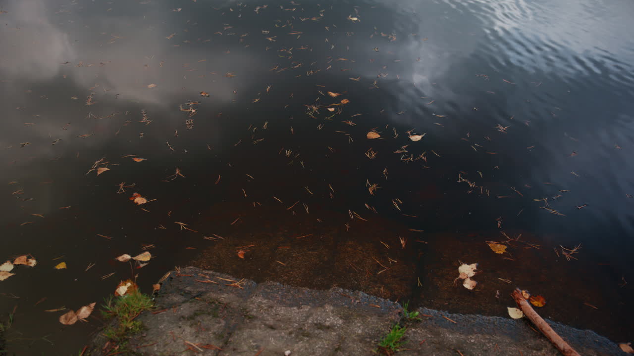 Over the top shot of leaves floating on the water at the edge of a lake