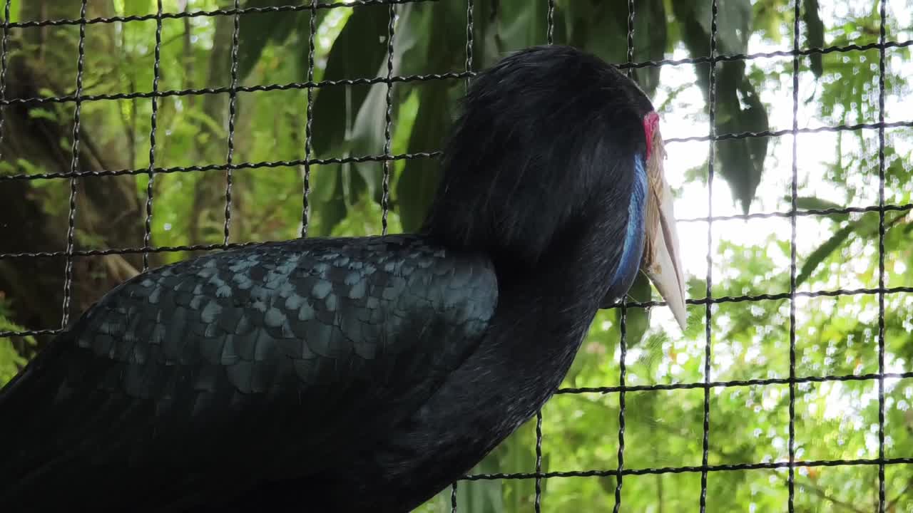 케이지에 인 검은 수염