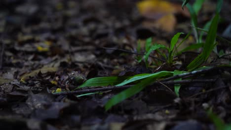 small hermit crab crawls over sticks and leaves on the jungle floor
