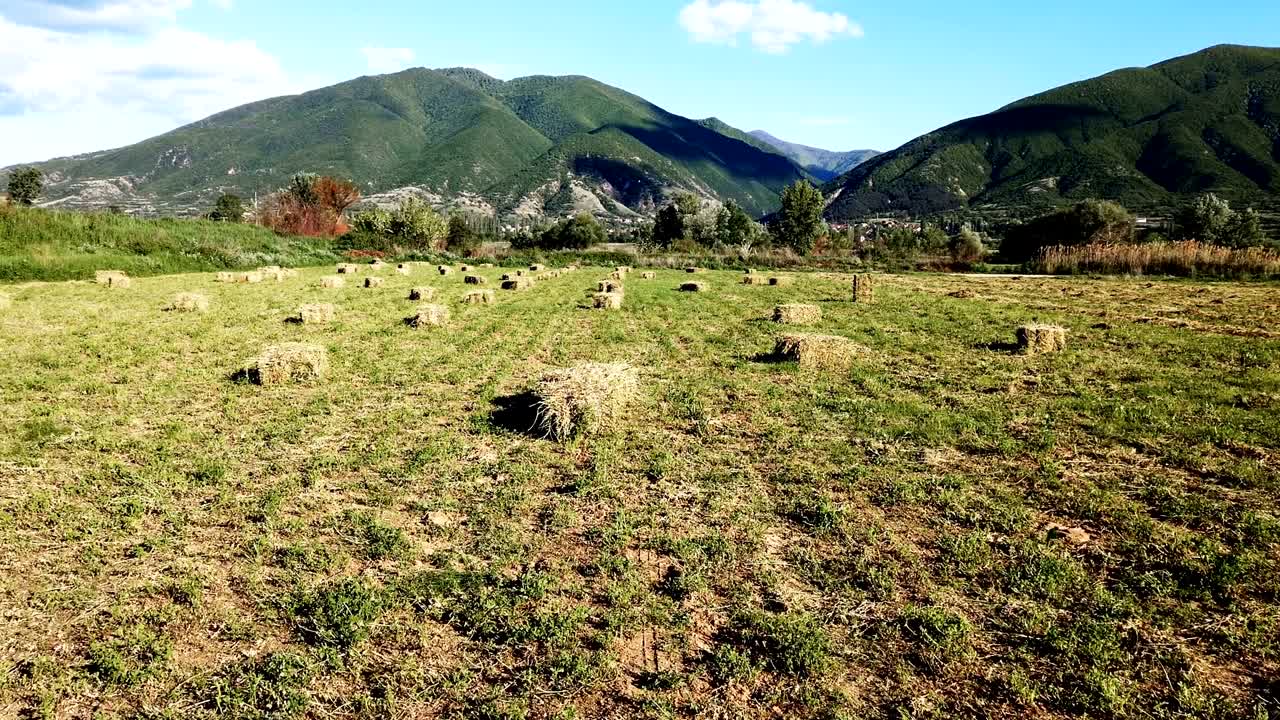 Straw hay bale on the field after harvest