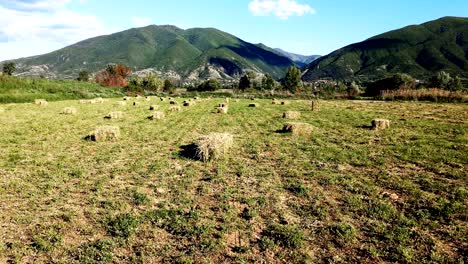straw hay bale on the field after harvest