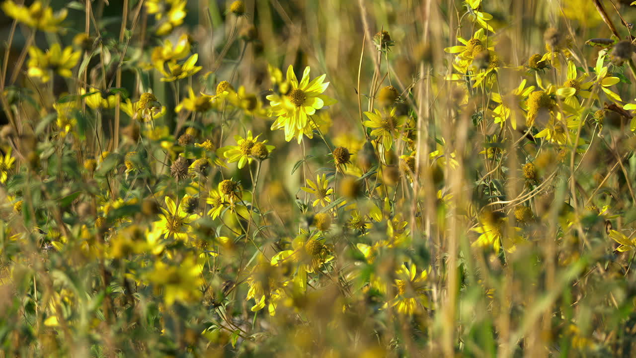 Yellow Wildflowers Bloom In Early Springtime. Slow Motion, Pan Right Shot