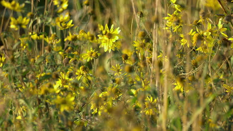 yellow wildflowers bloom in early springtime. slow motion, pan right shot