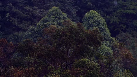 Rain-hitting-the-trees-in-Malaysia