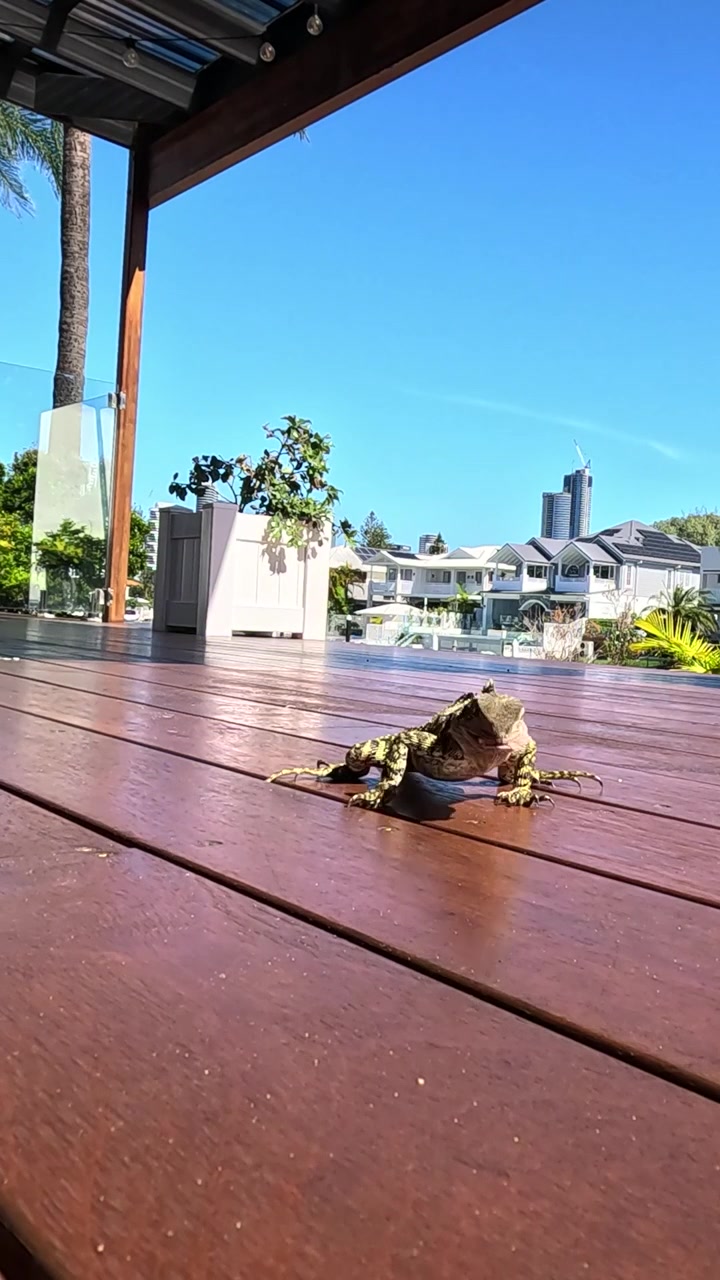 Lizard exploring a sunny deck area