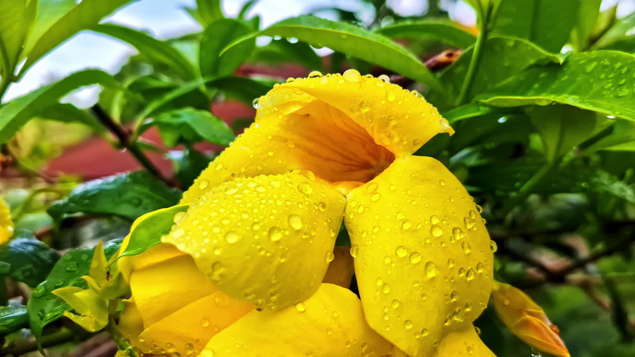 Vibrant yellow Allamanda flowers covered in fresh water droplets after rain, surrounded by lush green foliage in a Lombok Bali garden setting