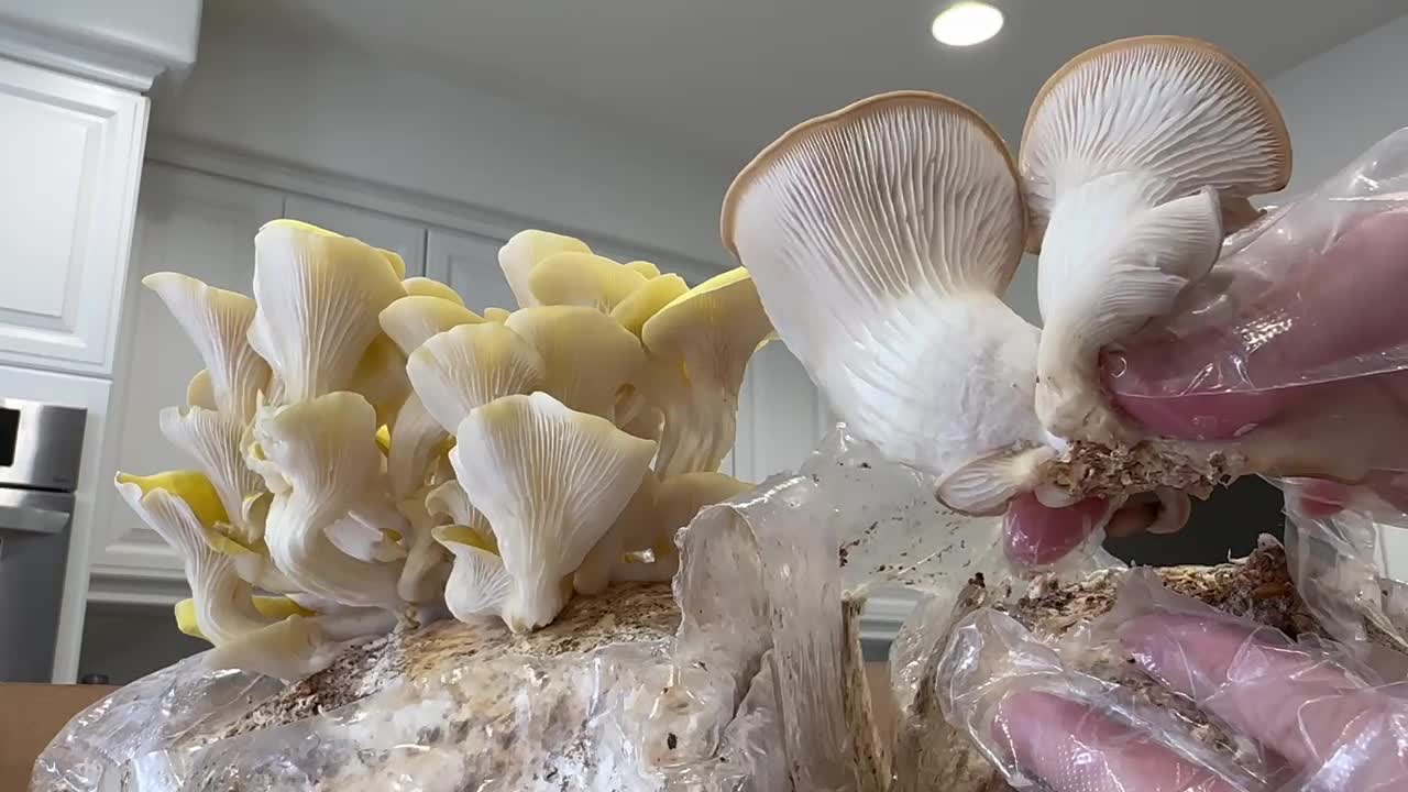 오이스터 버섯 실내 재배 키트