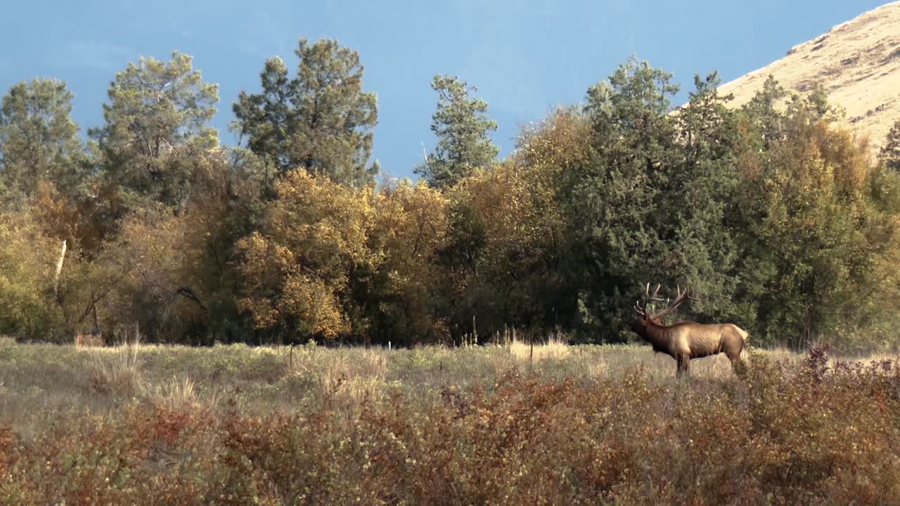 alce macho y hembra entran en un campo