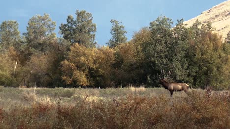 male and female elk enter a field