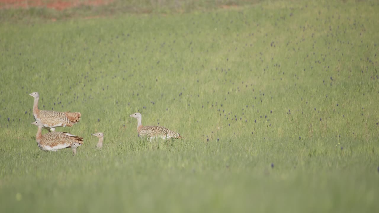 Una bandada de avutardas hembra, relajándose y luego moviéndose por el prado durante la temporada de cría primaveral, en La Mancha, España.