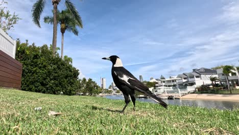 magpie walking and pecking in a grassy urban area