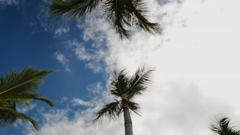 toma de 360 nadir de cocoteros desde un punto de vista bajo