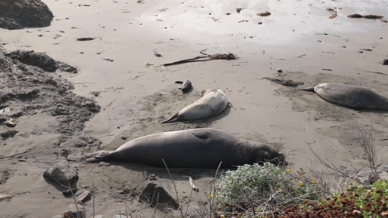 Gimbal wide panning shot of lounging elephant seal with a young pup at Piedras Blancas in San Simeon, California. 4K