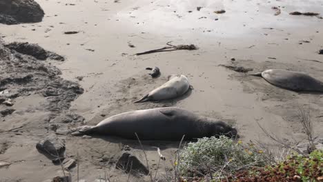 gimbal wide panning shot of lounging elephant seal with a young pup at piedras blancas in san simeon, california. 4k