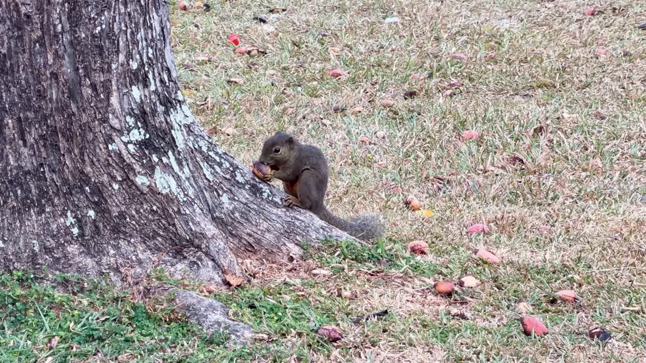 A Pallas's squirrel sits on grass by a tree trunk eating fruit in natural light