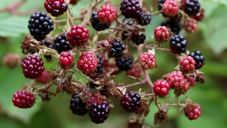 a large number of ripening blackberries on a bramble plant in late summer