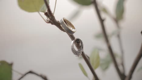 dolly shot close up of two wedding rings gently placed on a tree branch