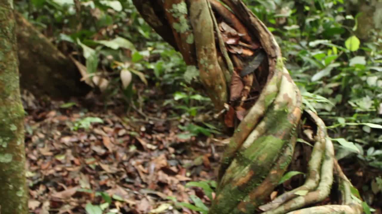 gran árbol de vid en la selva tropical del amazonas
