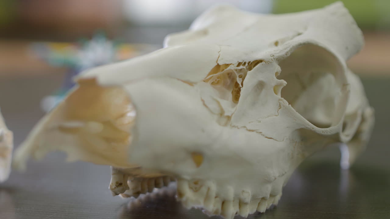 A rack focus on a deer doe skull left on a biology class countertop.