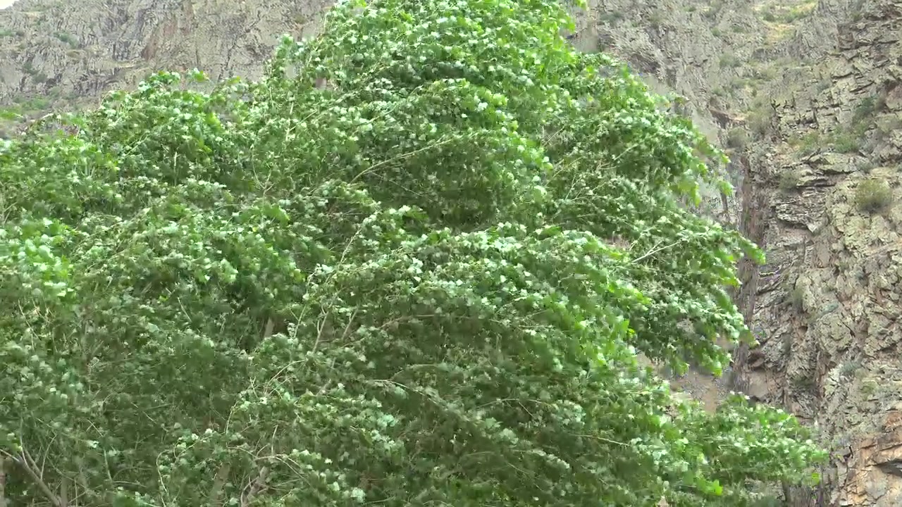 Albero verde che ondeggia nel vento forte contro una parete rocciosa di montagna