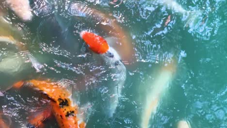 vertical footage of beautiful koi or fancy carp in the pond with natural sunlight, view from above