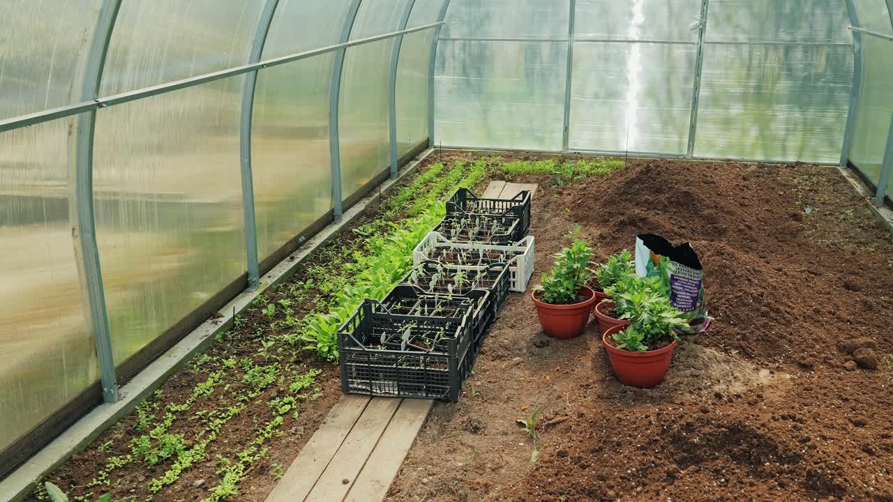 Rolig kamerabevægelse hen over brun jord og planter i forårsdrivhus