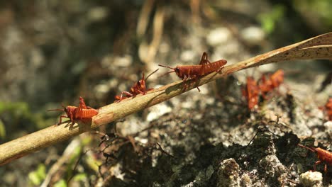 Gehäutete-Orange-braune-östliche-Heuschreckennymphe-In-Florida,-Die-Auf-Einem-Stock-Klettert,-4k