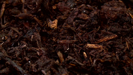 close-up view of garden soil with wood chips