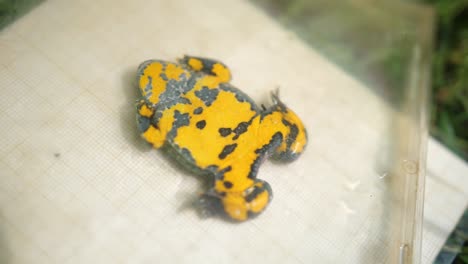 close up of a yellow bellied toad in a cd case.