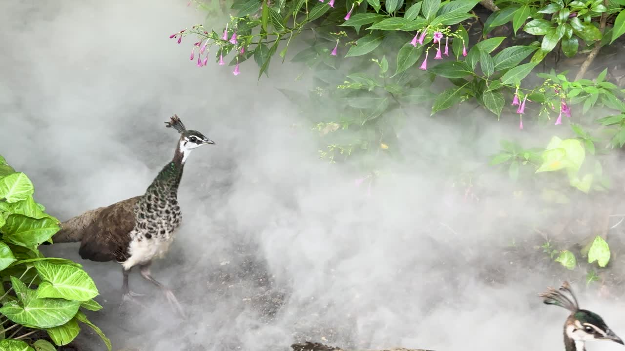 Two peahens move through lush foliage and thick mist, natural daylight, steady camera
