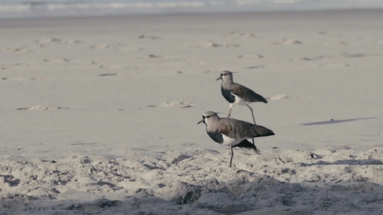 Dua burung lapwing selatan berjalan di pantai