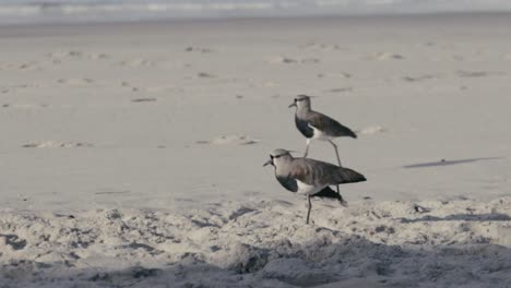 Zwei-Südliche-Kiebitze,-Die-Am-Strand-Spazieren-Gehen