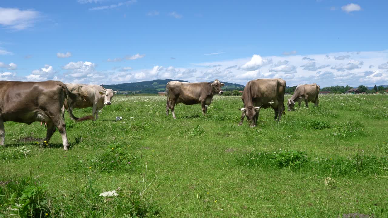 Pascolo di mucche sulle Alpi