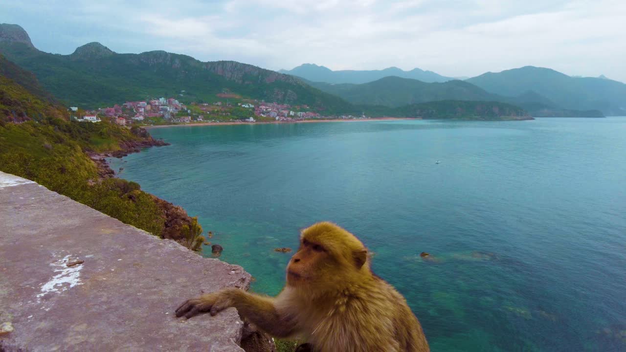Barbary macaque. Behind it, the dramatic cliffs of the North African Mediterranean coast rise above the deep blue sea. Filmed near Jijel, Algeria