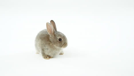 conejo de pascua sobre un fondo blanco