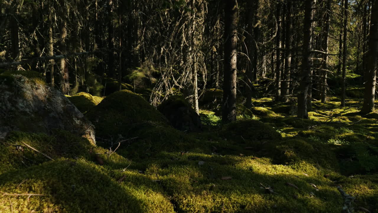 Skuggor rör sig genom djup naturlig skog en solig dag, timelapsevy