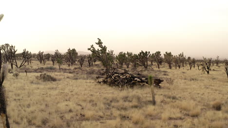 Drohnen-Push-In-Aufsteigender-Ansicht-über-Umgestürzten-Baum-Im-Joshua-Tree-Nationalpark-Wald