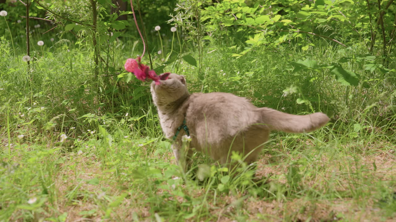 Energetic Feline Leaps After Feather In Lush Outdoors, Playful Cat Hunts Feather Toy Surrounded By Vibrant Nature, An Active Feline Pursues Feather Toy Amidst Lively Green Outdoor Scenery