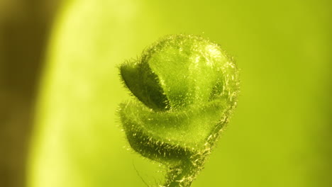 baby fern unfurl on vivid green background