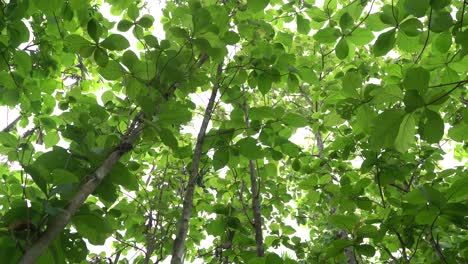 Un-Bosque-De-árboles-De-Teca-Ha-Brotado-Nuevas-Hojas