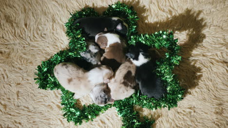 Kleine-Welpen-In-Grüner-Dekoration-Für-St-Patrick&#39;s-Day