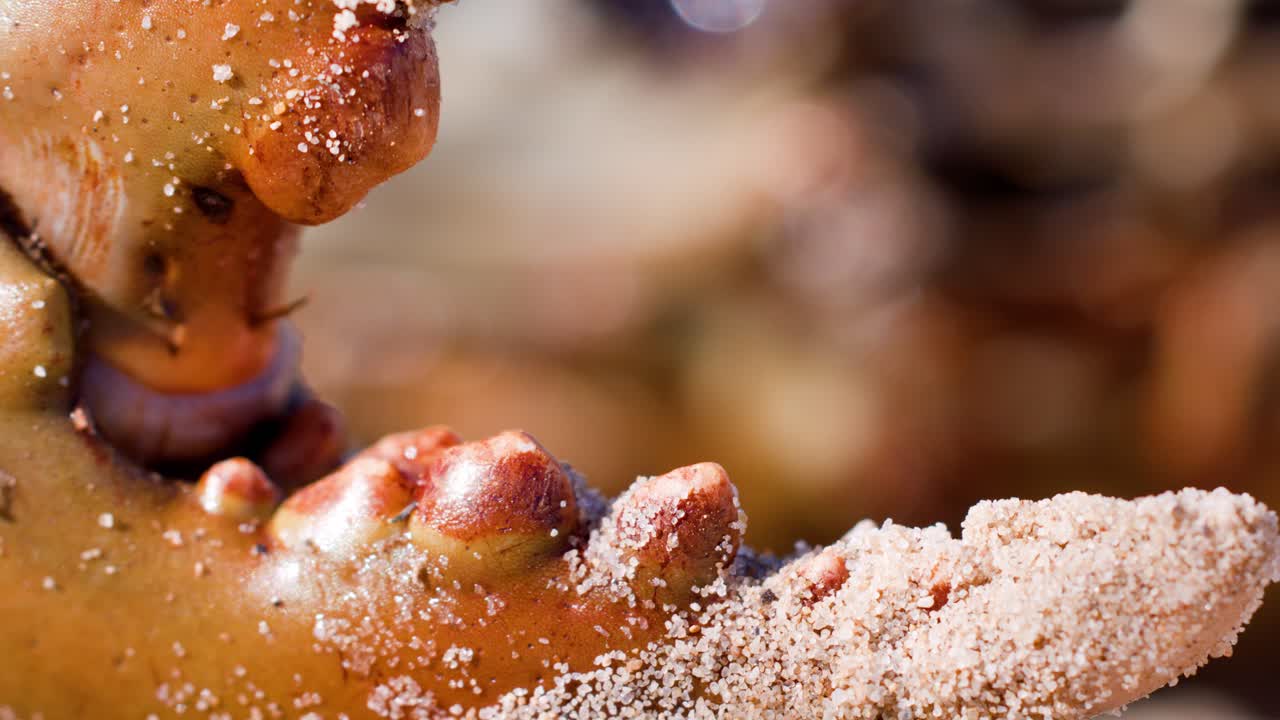 Extreme close-up of a mud crab’s claw moving through sand, highlighting granular texture and natural coloration under bright, natural lighting with shallow depth of field